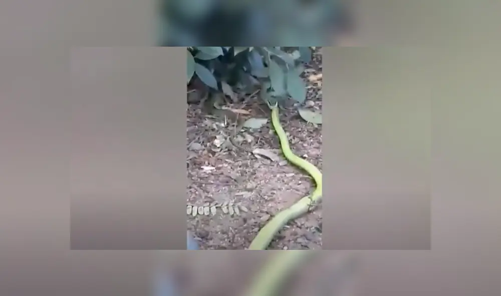 Desliza hacia la izquierda para ver las imágenes del viral de Facebook. Foto: Captura. Desliza hacia la izquierda para ver las imágenes del viral de Facebook. Foto: Captura.