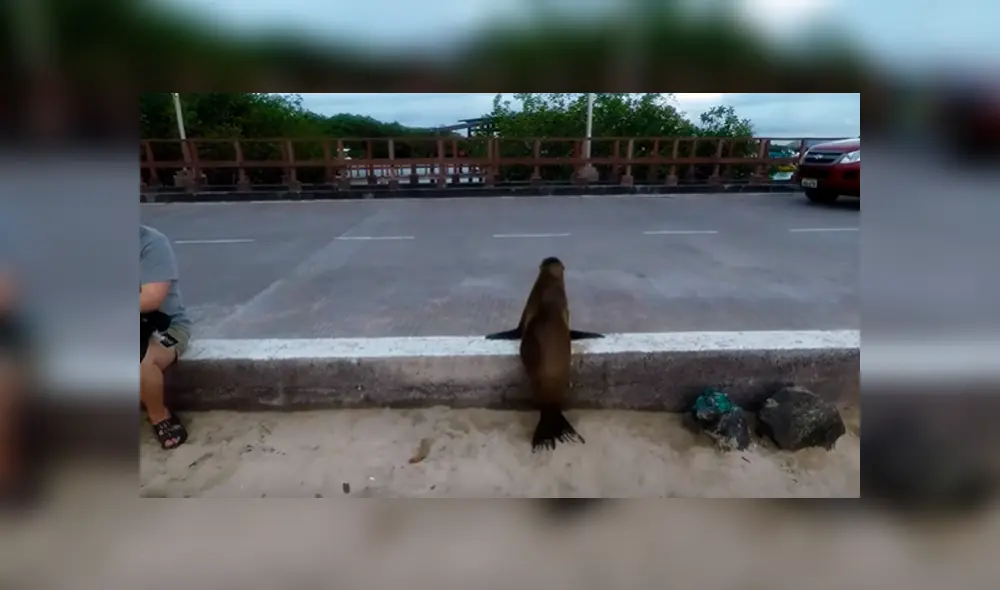 El inteligente lobo marino miró a ambos lados para observar que no hubieran automóviles El inteligente lobo marino miró a ambos lados para observar que no hubieran automóviles