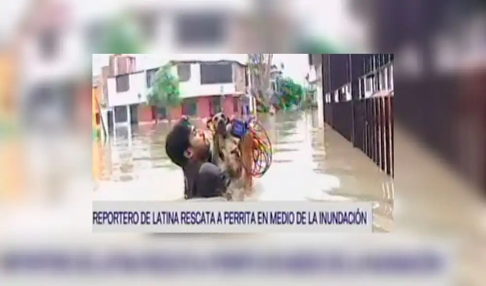 Piura: Reportero rescata a una perrita perdida en inundación 