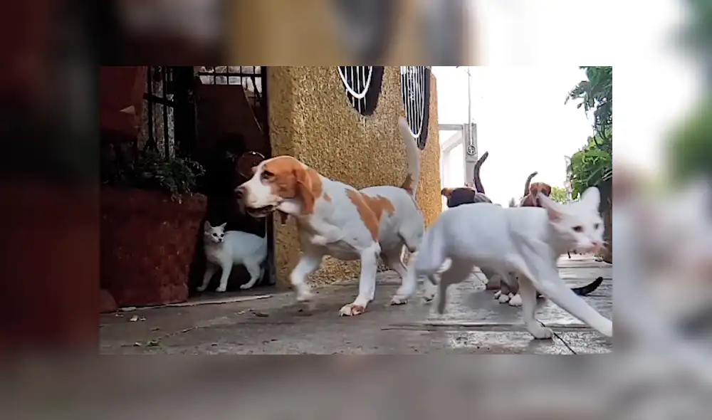 Vía Facebook: adorables gatos dormían plácidamente hasta que jauría de perros los espantó [VIDEO]