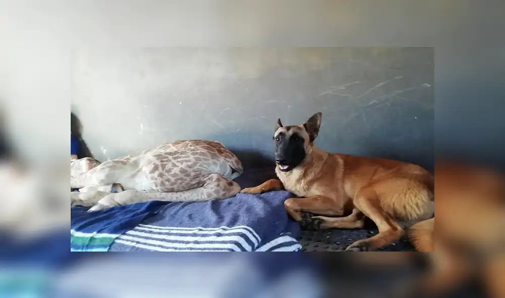 En Facebook, un perro estuvo pendiente de los cuidados de una bebé jirafa que fue abandonada por su madre. En Facebook, un perro estuvo pendiente de los cuidados de una bebé jirafa que fue abandonada por su madre.