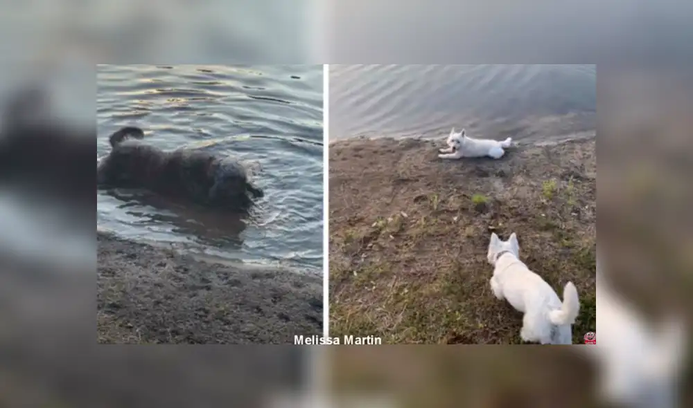 Desliza para ver los detalles de esta triste historia de Facebook. Foto: Captura.