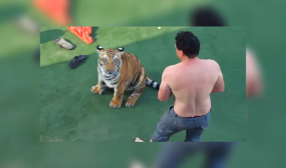 Arriesgado cuidador que aparece en el video de YouTube intentó adiestrar a un enfurecido tigre.