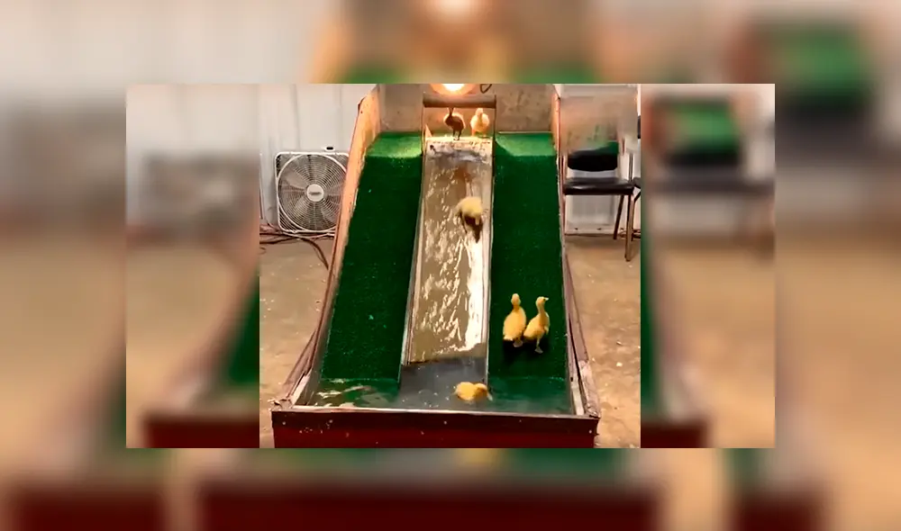 En Facebook, un joven fabricó un parque de diversiones acuático para que sus patos puedan nadar.