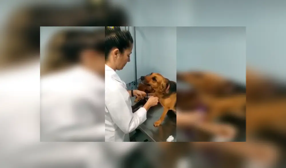 En Facebook, un perro sorprendió con su emotiva reacción cuando le colocaron una inyección en su pata. En Facebook, un perro sorprendió con su emotiva reacción cuando le colocaron una inyección en su pata.