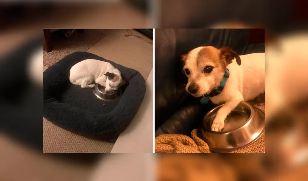 Desliza las imágenes hacia la izquierda para apreciar la tierna acción de un perro al no separarse de su plato. Foto: Animales Queridos.