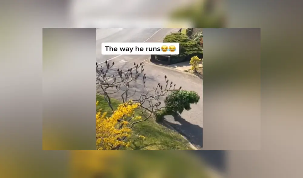 A través de TIkTok se hizo viral el momento en que un hombre sale a la calle disfrazado de arbusto en la cuarentena.