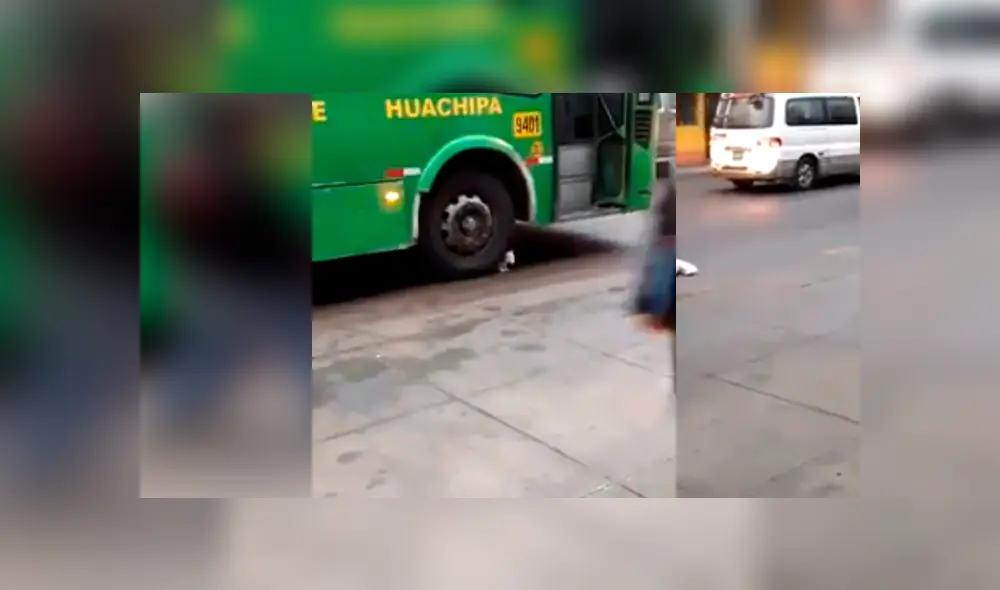 El video viral de Facebook muestra el momento en que un gato intenta suicidarse tras colocase frente a llanta de bus en Huachipa. El video viral de Facebook muestra el momento en que un gato intenta suicidarse tras colocase frente a llanta de bus en Huachipa.