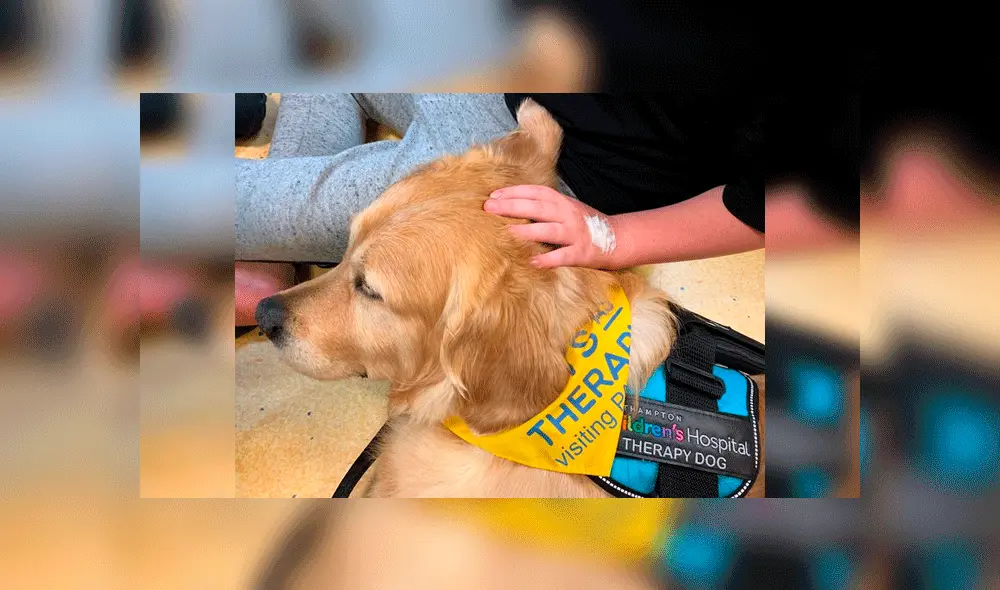 Perro despierta a niño inconsciente en cuidados intensivos al darle la pata