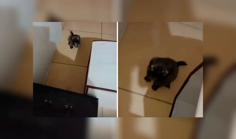 Desliza las imágenes para conocer el conmovedor comportamiento de un perro bebé para evitar que su dueño se vaya de casa.