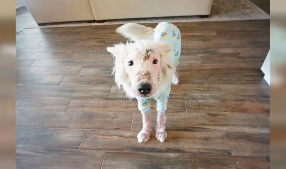 Desliza las imágenes hacia la izquierda para conocer la conmovedora historia de una perrita llamada Gardenia. Foto: The Dodo/ Referencial