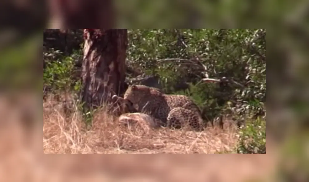 Feroz leopardo ataca a su presa, sin imaginar que una hambrienta hiena lo atacaría a traición [VIDEO] 
