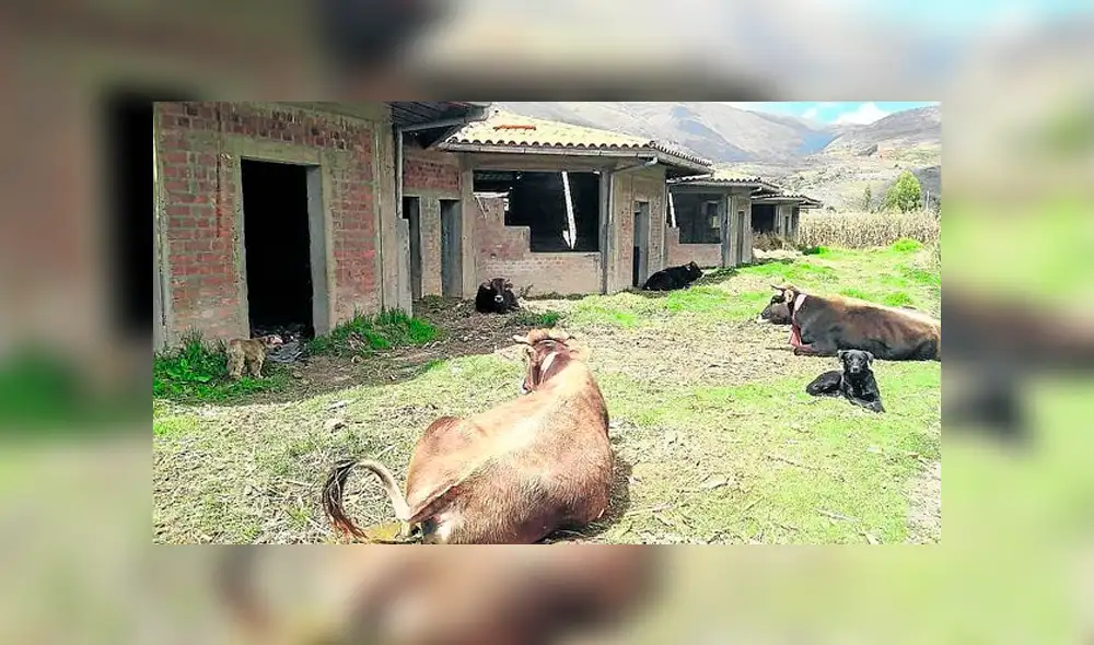 Huancayo: un jardín de niños se convierte en establo para animales [FOTOS]