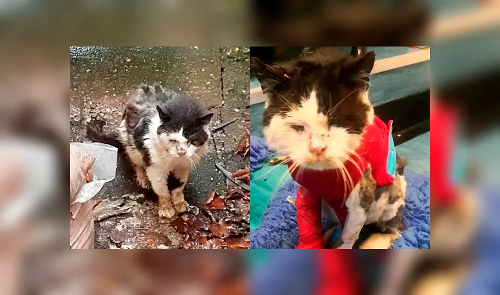 Muere Maximus, el gato callejero que batalló contra el VIH felino [VIDEO]