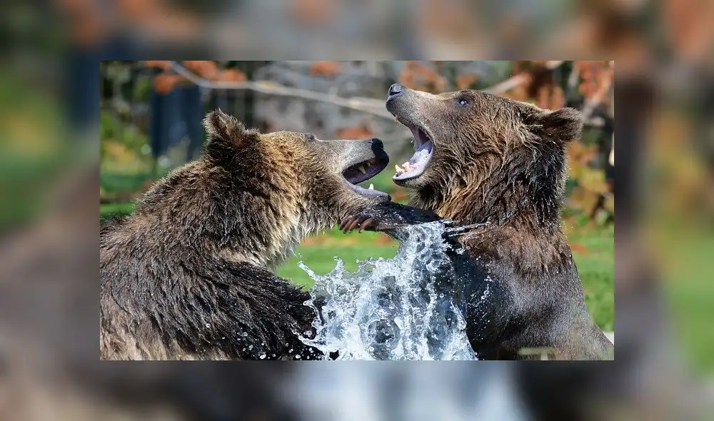 La bilis de osos se utiliza desde hace gran cantidad de años en China. Ahora se aplicará en el combate contra el nuevo coronavirus. Foto: Pixabay (referencial)