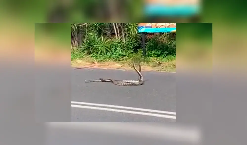 El respeto por el medio ambiente y la vida animal son una política pública en el lugar. Foto: captura El respeto por el medio ambiente y la vida animal son una política pública en el lugar. Foto: captura