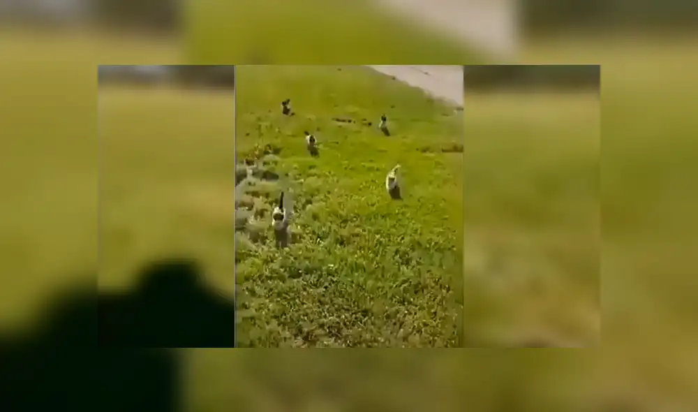 En Facebook, un hombre era perseguido por unos tiernos felinos y sus vecinos pensaron que corría peligro. En Facebook, un hombre era perseguido por unos tiernos felinos y sus vecinos pensaron que corría peligro.