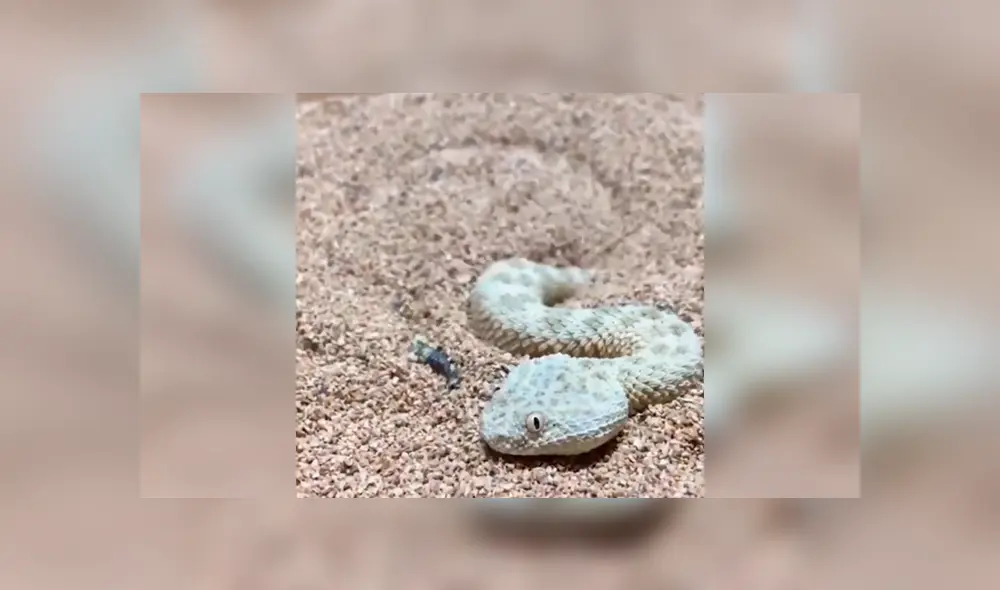 En Facebook, un joven logró captar el preciso instante que una inusual serpiente se oculta al sentir a su presa cerca. En Facebook, un joven logró captar el preciso instante que una inusual serpiente se oculta al sentir a su presa cerca.