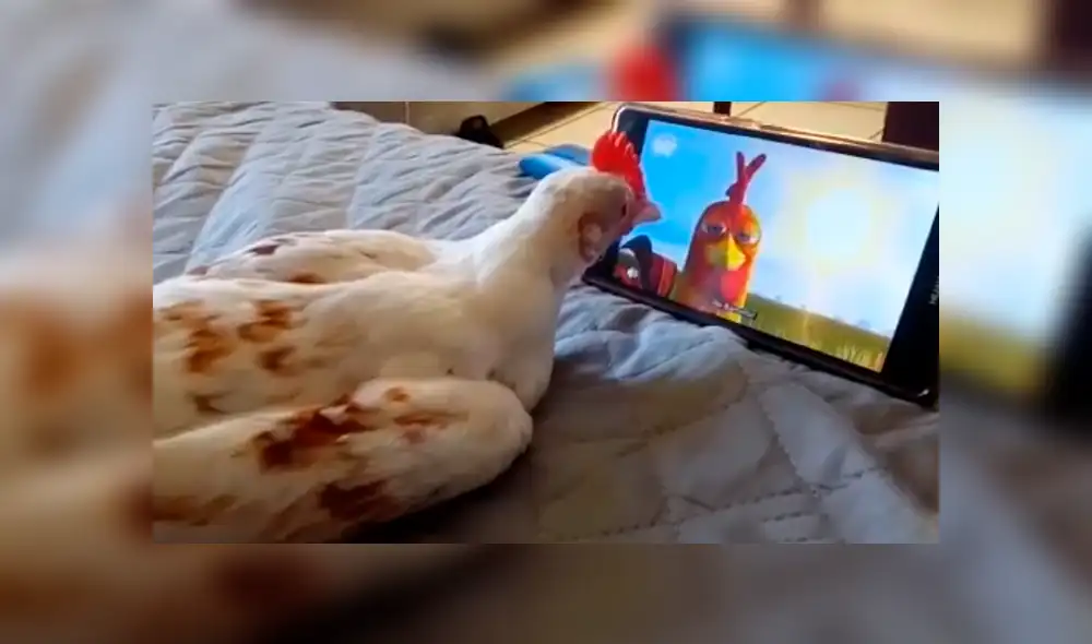 Facebook viral: Ingresa al cuarto de su hijo y lo pilla viendo caricaturas con su gallina [VIDEO]