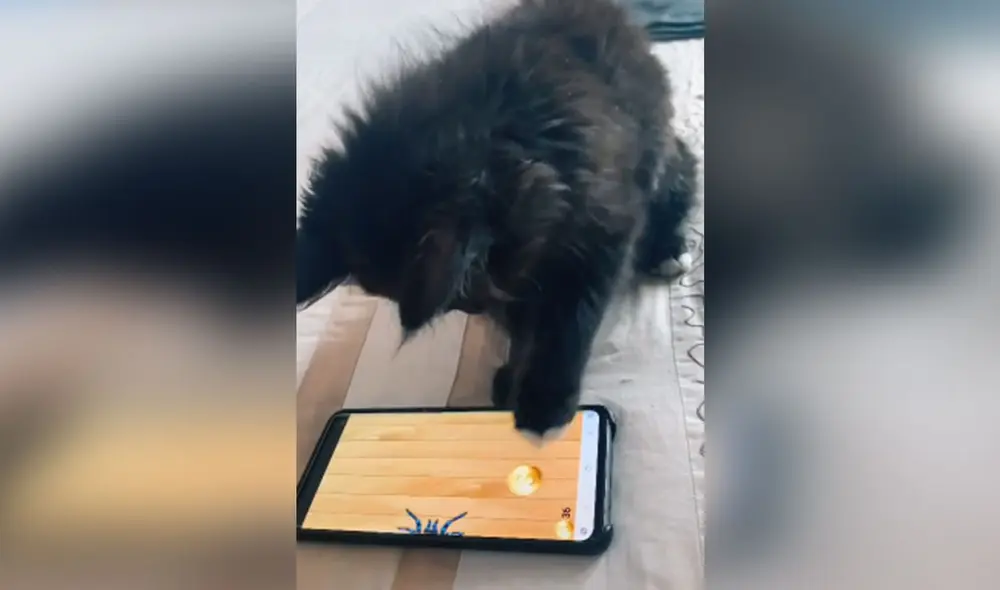 El pequeño felino sorprendió con su habilidad para manipular el juego y 'derrotó' a varios insectos. Foto: captura de TikTok El pequeño felino sorprendió con su habilidad para manipular el juego y 'derrotó' a varios insectos. Foto: captura de TikTok