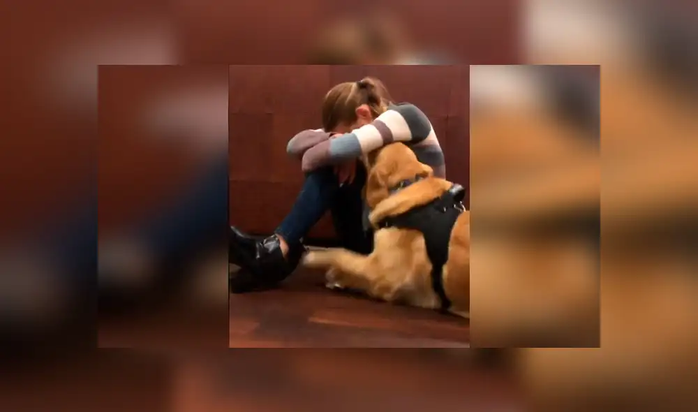 Desliza las imágenes hacia la izquierda para conocer la cariñosa acción que tuvo un perro para consolar a su dueña. Foto: Clarín.