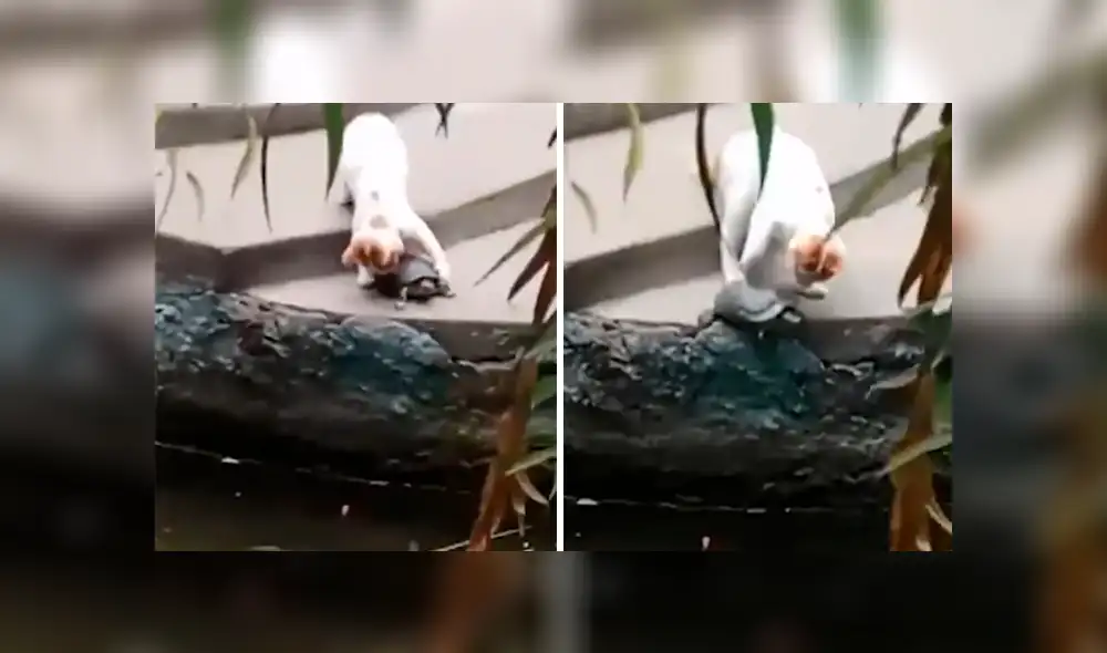 Vía Facebook. El gato se percató del esfuerzo del reptil por bajar unas gradas e intentó ayudarla protagonizando un curioso desenlace que ha causado diversas reacciones