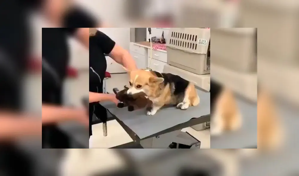 Desliza a la izquierda para ver la tierno gesto de este can. Foto: Captura. Desliza a la izquierda para ver la tierno gesto de este can. Foto: Captura.