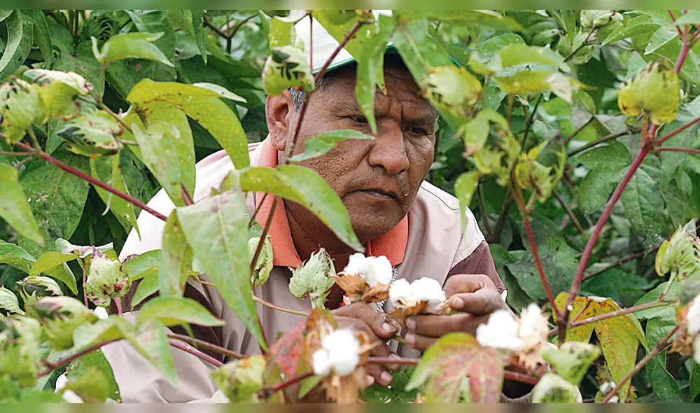 Producción de algodón en Piura. Producción de algodón en Piura.