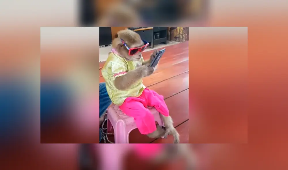 Facebook viral: chica pierde su celular y lo encuentra en manos de su travieso mono [VIDEO] 