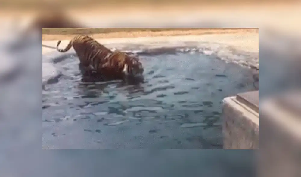 Facebook viral: Turista se acerca mucho a jaula de peligroso tigre y este reacciona así [VIDEO]