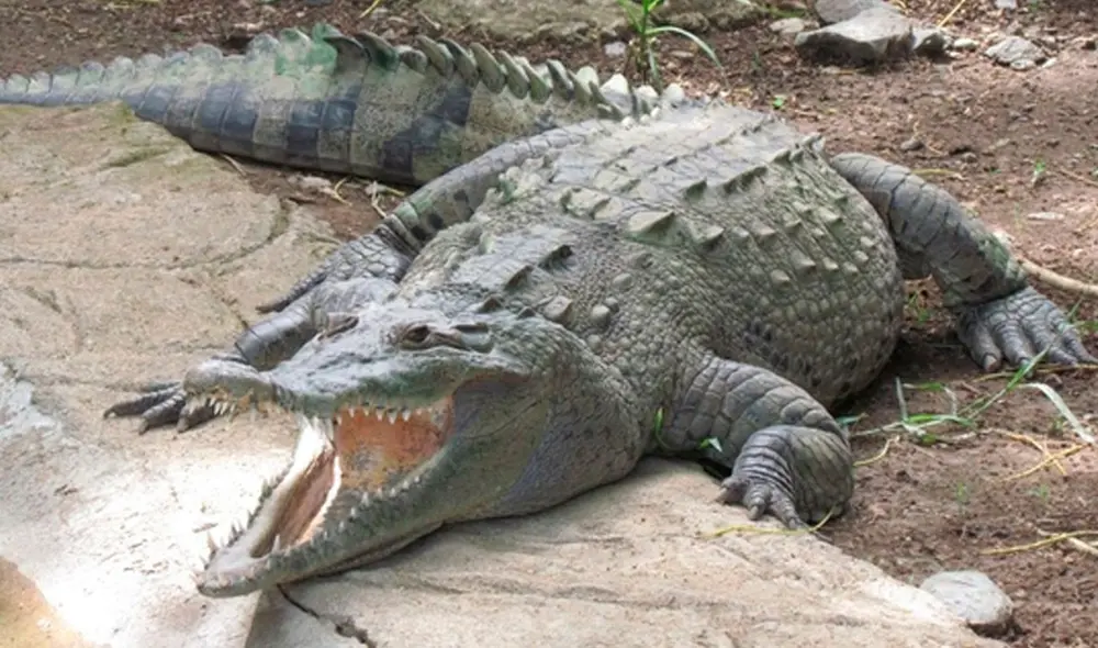 De momento, el cuerpo del niño no ha sido hallado y solo se ha encontrado su pantalón. Foto: Universidad de Costa Rica