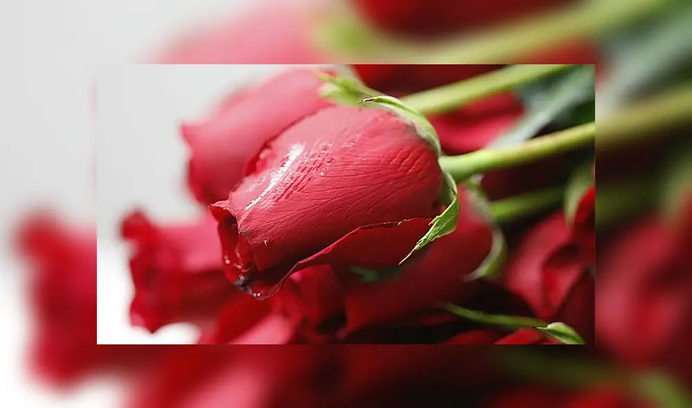 Las flores, en particular las rosas, son los obsequios más clásicos en el Día de San Valentín. Foto: difusión. Las flores, en particular las rosas, son los obsequios más clásicos en el Día de San Valentín. Foto: difusión.