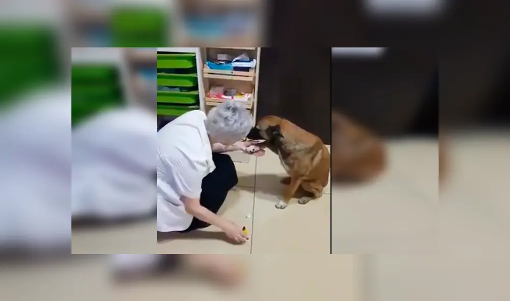 Perro de la calle protagonizó un conmovedor video viral de Facebook tras ser auxiliado por una farmacéutica Perro de la calle protagonizó un conmovedor video viral de Facebook tras ser auxiliado por una farmacéutica