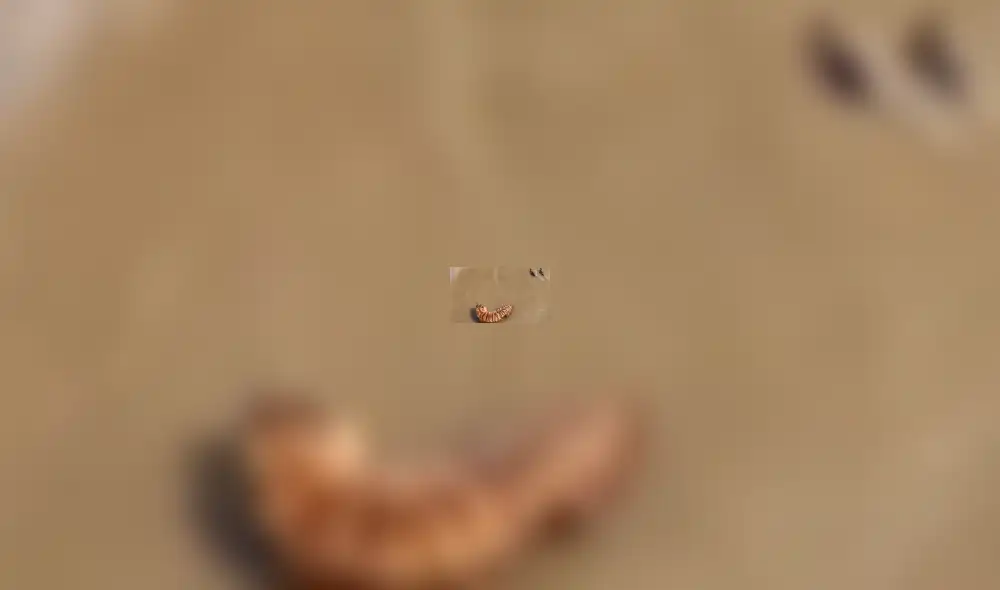 Facebook viral: Patos se burlan cruelmente de un feroz tigre, que entró a su hogar para devorarlos [VIDEO] 