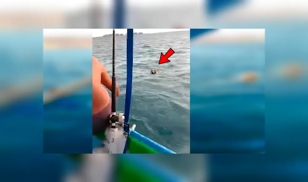 Hombres navegaban en alta mar a bordo de una lancha cuando se percataron de la desesperante situación del cachorro Hombres navegaban en alta mar a bordo de una lancha cuando se percataron de la desesperante situación del cachorro