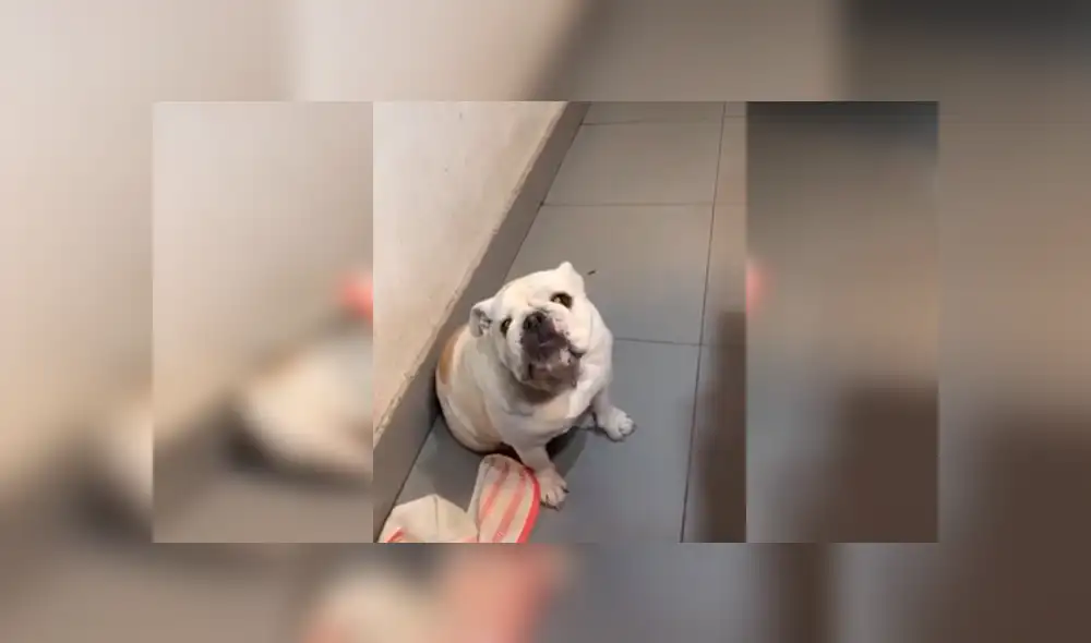 Desliza las imágenes hacia la izquierda para apreciar la reacción de un travieso perro cuando juega con su dueña. Desliza las imágenes hacia la izquierda para apreciar la reacción de un travieso perro cuando juega con su dueña.