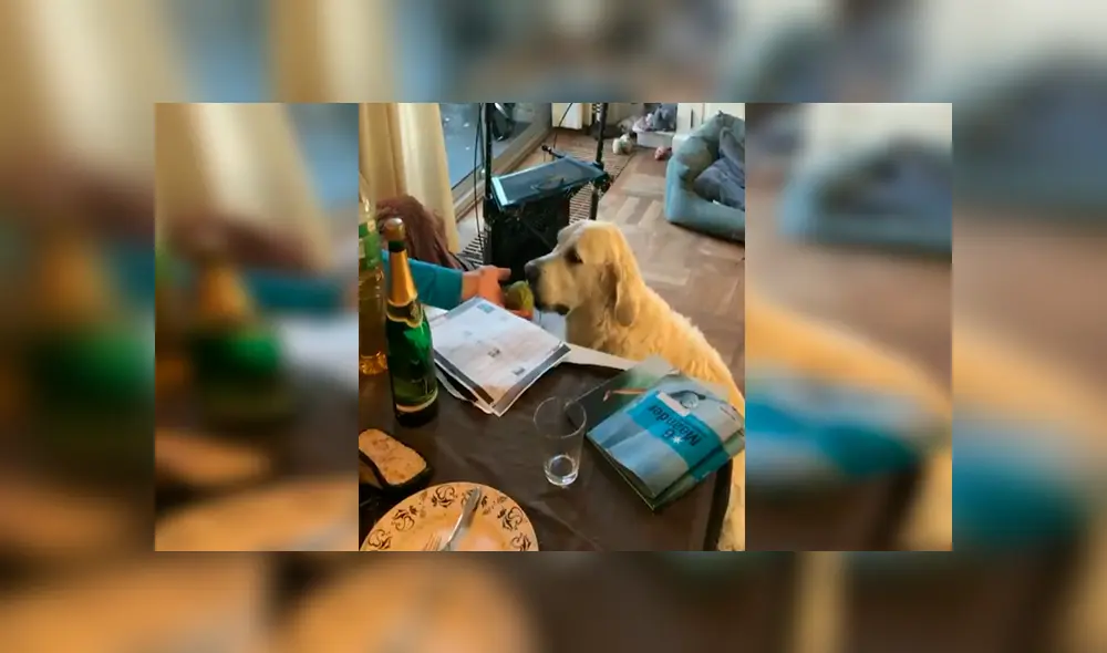En Facebook, un perro se hizo de rogar por sus cuidadores y los sorprendió con sus movimientos. En Facebook, un perro se hizo de rogar por sus cuidadores y los sorprendió con sus movimientos.