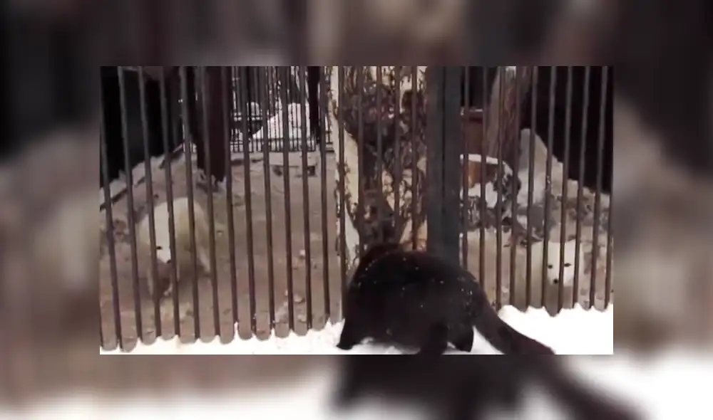 YouTube viral: zorros tienen un susto de muerte al ver a una criatura negra acercándose [VIDEO]