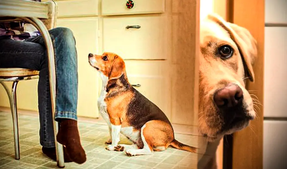 Algunos perros adoptan el comportamiento de seguir a sus dueños a todos lados, incluso hasta el baño. Foto: composición LR/Bunko/Petescadas