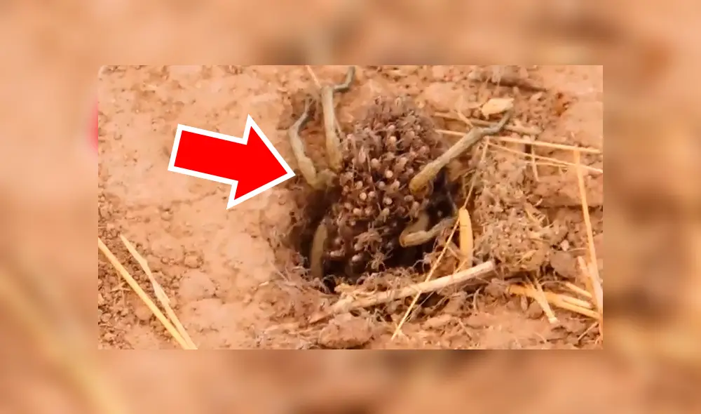 Un video viral registró el momento en que una araña hembra cargó a sus crías para cazar.
