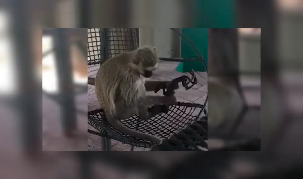 Turista se percató de que la mona sostenía algo extraño y cuando se acercó, presenció la triste escena. El video ha conmocionado a todos en YouTube