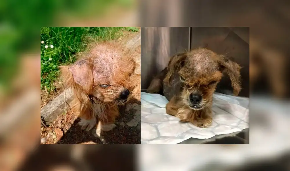 Facebook viral: mujer rescata a perro, le cura sus heridas y ahora tiene un cambio radical [FOTOS]