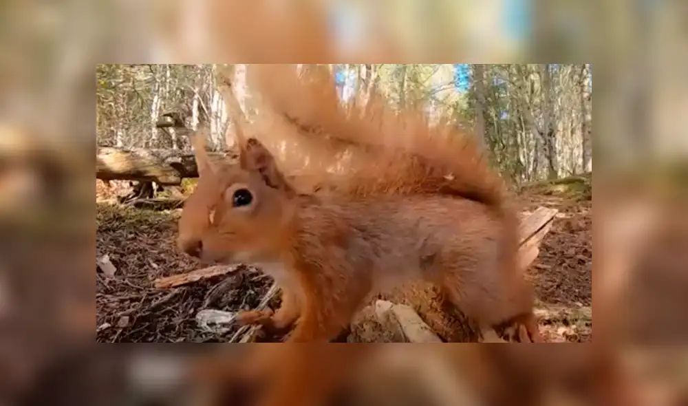 Desliza la imagen para ver todas las fotos. Newsflare/YouTube Desliza la imagen para ver todas las fotos. Newsflare/YouTube