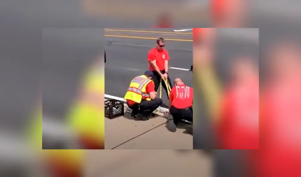 Desliza las imágenes hacia la izquierda para apreciar la noble labor de unos bomberos para rescatar a un ave. Foto: Caters Clips. Desliza las imágenes hacia la izquierda para apreciar la noble labor de unos bomberos para rescatar a un ave. Foto: Caters Clips.