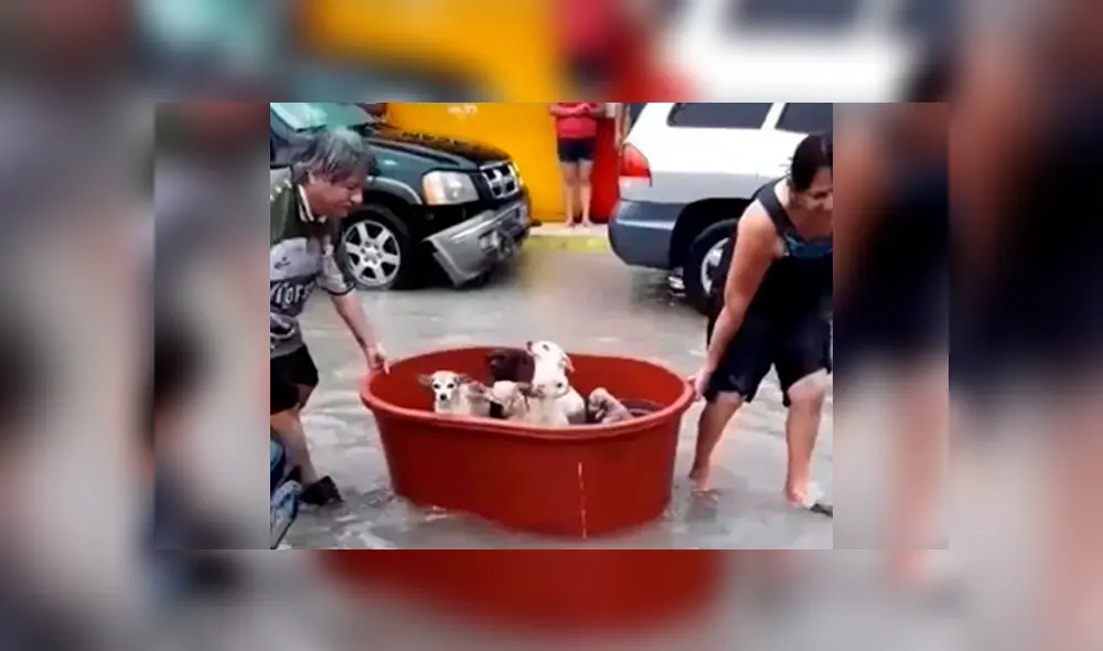 Los perros fueron puestos en una tina por sus dueños con el fin de protegerlos de la inundación. Foto: López Dóriga Digital Los perros fueron puestos en una tina por sus dueños con el fin de protegerlos de la inundación. Foto: López Dóriga Digital