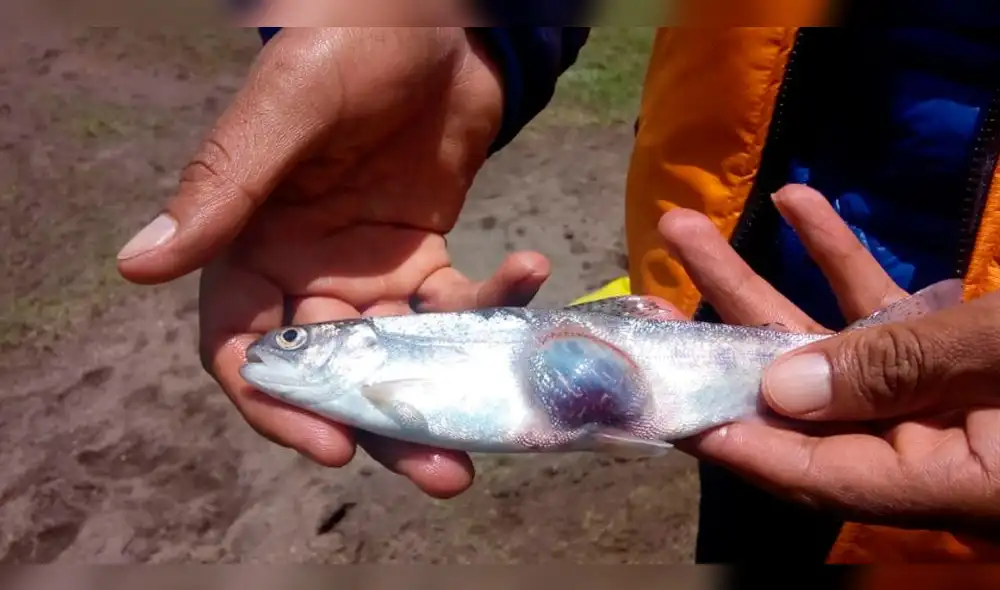 En Puno, hallan trucha con extraña malformación a causa de posible contaminación.