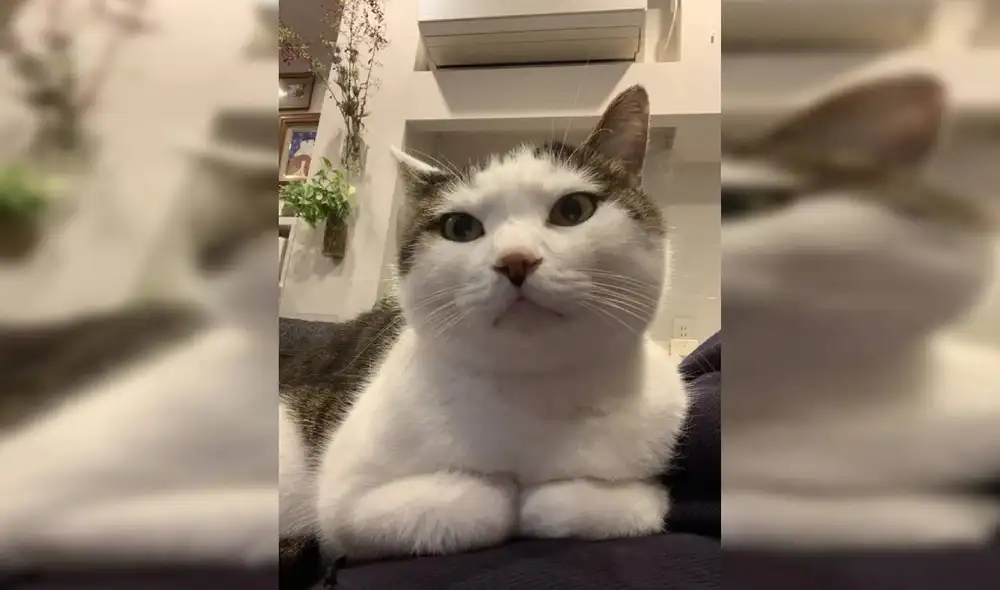 Desliza las imágenes para ver la reacción de un gato cuando su dueño lo encontró frente al árbol navideño. Foto: Twitter