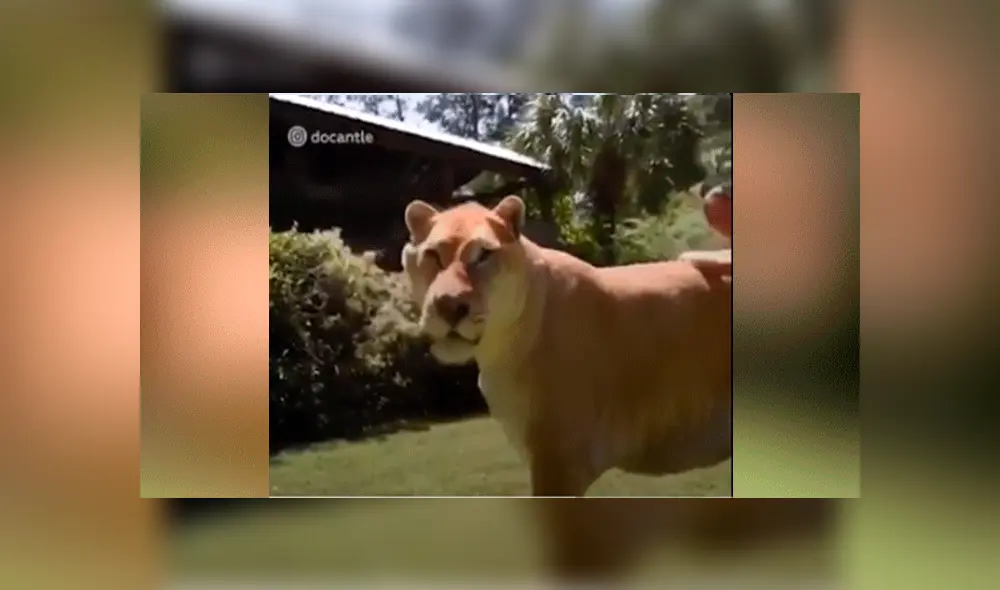 YouTube viral: Tigresa y león tienen cría considerada el felino más grande del mundo [VIDEO]