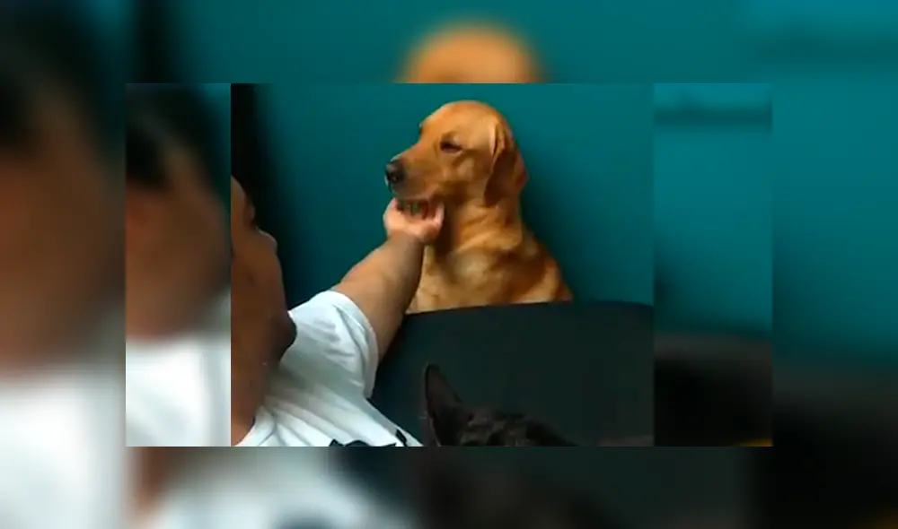 En Facebook, un perro se puso celoso al apreciar que su dueño daba amorosas caricias a un gato.
