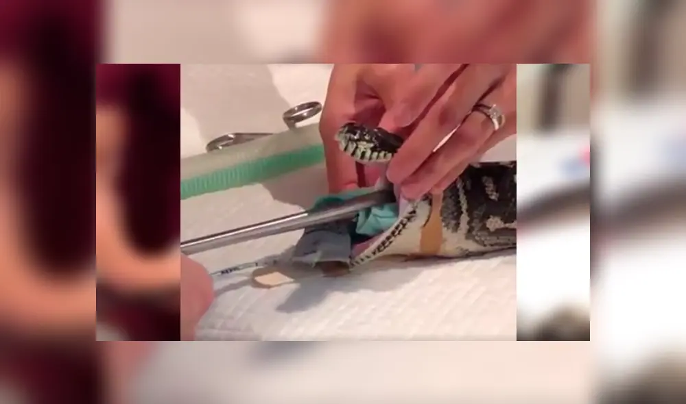 Desliza las imágenes para observar la valiente acción de un grupo de veterinarios para sacar una toalla del estómago de una pitón.